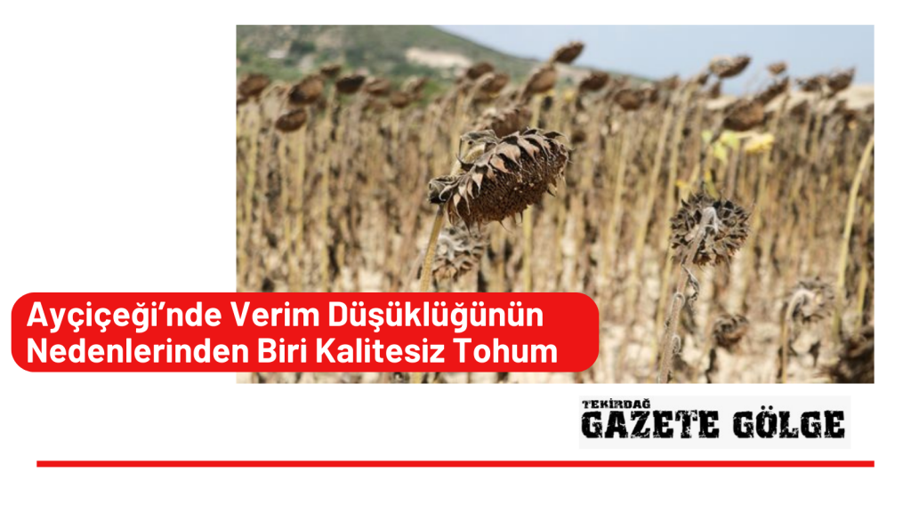 Ayçiçeği’nde Verim Düşüklüğünün Nedenlerinden Biri Kalitesiz Tohum