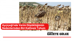 Ayçiçeği’nde Verim Düşüklüğünün Nedenlerinden Biri Kalitesiz Tohum